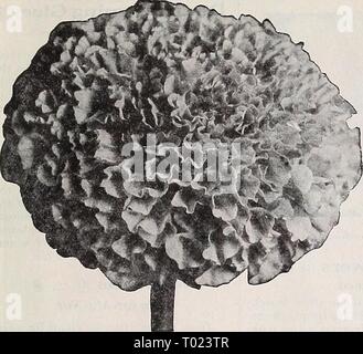 Dreer's Garten Buch 1939: 101 Jahre Dreer Qualität Samen pflanzen Lampen. dreersgardenbook 1939 henr Jahr: 1939 Dreer die zuverlässigen BLUMENSAMEN Ringelblume, Orange Alldouble Doppel Afrikanischen ringelblumen® Splendid für Betten oder Grenzen. Die hohen Sorten wachsen ungefähr 3 Fuß hoch, und Sie am besten in einem reichen Boden. 2887 Zitrone Alldouble. Dies ist identisch wie oben, aber die Blumen sind klar zitronengelb - ein Schatten, das harmoniert mit dem Orange Sorte. Pkt. 15 c; Spezielle pkt. 50 c; j Oz. 75 C. 2889 Orange Alldouble. Eine wunderbare Sorte, die hundert Prozent gefüllten Blüten. Die großen, w Stockfoto