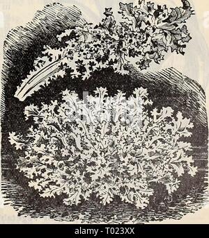 Dreer's Garten Kalender: 1897. dreersgardencale 1897 henr Jahr: 1897 Weiße Ourled Endivien. Wir zahlen das Porto auf Gemüse- und Blumensamen, sofern nicht anders angegeben. Bauernhof Samen sind von Express oder Fracht auf Kosten des Bestellers versandt. Stockfoto