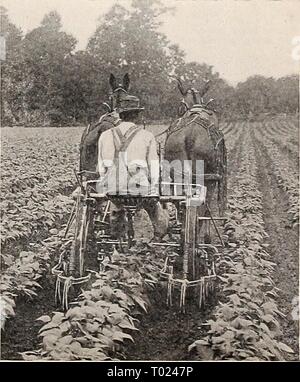 Großhandel Dreer der Gärtner" Preisliste: Zuverlässige Vegetable Seeds, Garten Voraussetzungen, Arbeitsgeräte, Düngemittel, etc. dreersmarketgard 1907 henr Jahr: 1907 Stockfoto