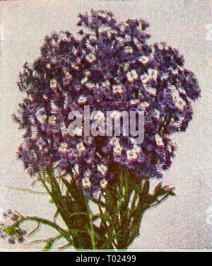 Dreer's Garden buchen Sie für 1947. dreersgardenbook 1947 henr Jahr: 1947 |. L;! lMi&gt; 'K £''.-V.1078 Alyssum, Violett Königin® eine sehr schöne Zwerg jährliche Süße Alyssum, kompakte Anlagen und 5 Zoll hoch Vom frühen Sommer bis zum Frost mit hellen blau-violette Blumen, die ihre Farbe durch alle Arten von Wetter halten. Ein SPLEN - bekantung Werk von Eas&gt;' Kultur und zuverlässige Leistung. Pkt. 15 c; große pkt. 50 c; Li oz. 75 c; Oz. $ 2.25. Stockfoto