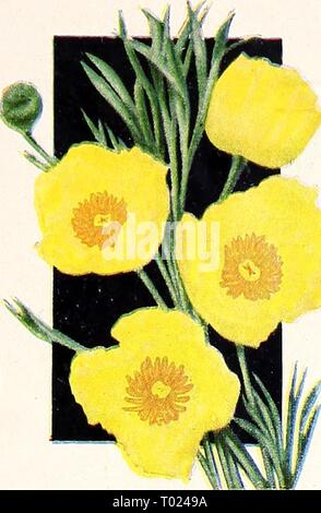 Dreer's Garden buchen Sie für 1947. dreersgardenbook henr 1947 Jahr: 1947 1078 Alyssum, Violett Königin® eine sehr schöne Zwerg jährliche Süße Alyssum, kompakte Anlagen und 5 Zoll hoch Vom frühen Sommer bis zum Frost mit hellen blau-violette Blumen, die ihre Farbe durch alle Arten von Wetter halten. Ein SPLEN - bekantung Werk von Eas&gt;' Kultur und zuverlässige Leistung. Pkt. 15 c; große pkt. 50 c; Li oz. 75 c; Oz. $ 2.25. 2674 Hunnemannia, Sonnenlicht (-; Santa Barbara Mohn - auffälligen großen Blüten der hellen Yel - niedrige ausgiebig von Hochsommer bis Frost getragen. Splendid für Garten Anzeige und Cutt Stockfoto