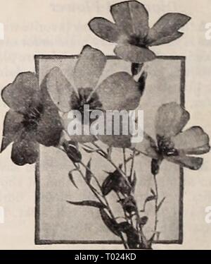 Dreer's Garden buchen Sie für 1940. dreersgardenbook 1940 henr Jahr: 1940 Lathyrus Lathyrus latifolius iH® § Hardy Sweet Pea ein auffälliges, reichblühend, winterharte Kletterpflanze für alte Baumstümpfe, Zäune, etc. blüht ununterbrochen von Hochsommer bis zum Frost. 5-6 Füße. 2751 Latifolius, Rosa Schönheit. Feine rosa Blütenstände. 2753 - Rot (SPLENDENS). Immer ad-für seine reiche Farbe beschmutzt. 2755 - White Pearl. Wunderschöne, große, rein weiße Blüten. Alle oben genannten Optionen: Pkt. 10 c; Spezielle pkt. 25 c; | oz. 40 C. 2756 Gemischte Farben. Dies umfasst alle Farben verfügbar. Pkt. 10 c; Ich oz. 25 c; Oz. 75 C. Lavaiera® Jährliche Ma Stockfoto