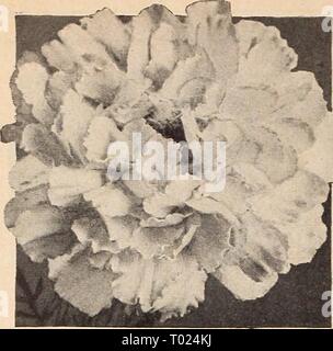 Dreer's Garden buchen Sie für 1941. dreersgardenbook 1941 henr Jahr: 1941 Ringelblume, Gelb Supreme"&lt;^^" Stockfoto