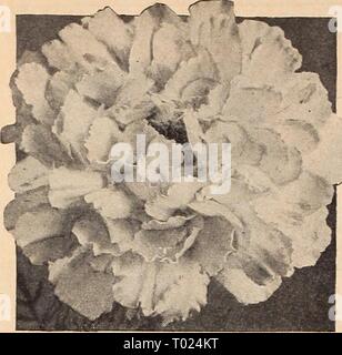 Dreer's Garden buchen Sie für 1942. dreersgardenbook 1942 henr Jahr: 1942 Ringelblume. Die Farbe Gelb Stockfoto