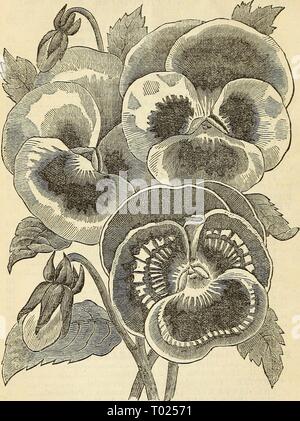 Dreer's Garten Kalender 1867. dreersgardencale 1867 henr Jahr: 1867 40 DREEH S GARTEN KALENDER. Stiefmütterchen, PREMIUM SORTEN DREER. Von - first class Blumen gespeichert, mit speziellen Richtungen wie zu kultivieren.. "Beste englische Importiert 2''â' neue Hellblau,. 2 "Ich" ROIDES NOIRS, neue Schwarz 25' Lila. Weiß umrandete 25' gut eingeführten varietj '10 LIATRIS. Choleo uAxad Sorten, 10. Stockfoto