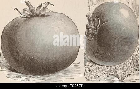 Dreer's Garten Kalender für 1892: ein Katalog der Wahl Gemüse-, Feld- und Blumensamen neue, seltene und schöne Pflanzen Garten implementiert und Düngemitteln. dreersgardencale henr 1892 Jahr: 1892 34 DREER die zuverlässigen Samen der Stein Tomate. Zwerg Meister. Tomate. Liebesapfel, Ger. Totnate, Fr. Tomate, Sp. Für die frühen Pflanzen säen in Hot-betten Anfang März, in Bohrer 5 Zoll auseinander und ich Zoll tief; wenn die Pflanzen sind ca. 2 cm hoch, Transplantation in einen anderen Hot-Bett 4 Zoll auseinander jeder Art; Pflanze, die in den offenen Boden Anfang Mai, oder Sobald Gefahr von Frost vorbei ist, 4 Meter auseinander jedes Stockfoto