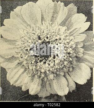 Dreer's Garden buchen Sie für 1944: Sechs üppigen Gemüse für jeden Garten. dreersgardenbook henr 1944 Jahr: 1944 4586 Cactus-Flowered Riesen diese neue Belastung der Zinnien präsentiert eine breite Palette von gorgeoils Farben. Die zierlichen Blüten mit langen, gewellten und spitzen Blütenblätter ähneln denen des Night-Flowering Kaktus. Jede Blume ist über 4 cm lang und fast 2 Zoll tief. Pkt. 15 c; große pkt. 50 c; Yi oz. 75 C. Neuen riesigen Dahlia-Flowered Zinnia 4539 Will Rogers freudige bright Scarlet Rot Blumen ausgiebig auf robuste Pflanzen 3 Fuß hoch getragen. Die große, voll mit Blumen sind ein liv-ing Denkmal Stockfoto