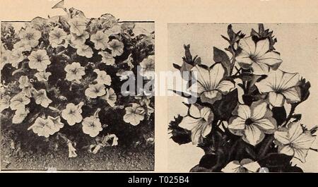 Dreer's Garden buchen Sie für 1942. dreersgardenbook 1942 henr Jahr: 1942 Dreer in großartigen Stockfoto