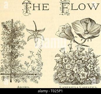 Dreer's Garten Kalender: 1886. dreersgardencale 1886 henr Jahr: 1886 FÜR DEN BLUMENGARTEN. 37 =?; Niedriger* Stockfoto