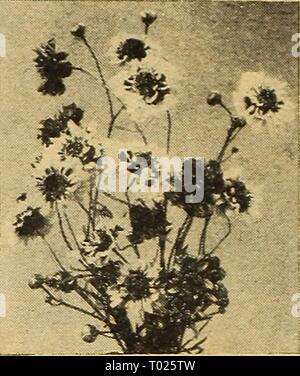 Dreer's Garden buchen Sie für 1946: treu, die seit mehr als einem Jahrhundert henr dreersgardenbook 1946 Jahr: 1946 Calendula Chr> antha Calendula® Scotch Ringelblume, Pot marigold Calendulas am beliebtesten sind Winterharte Einjährige ununterbrochen blühen von Juni bis harten Frost. Leistungsbeschreibung so früh im Frühling als der Boden kann vorprogrammiert werden geschnitten und dünn in zu stehen 10. auseinander. Wächst 1 bis 2 Meter hoch. 1561 Apricot Queen. Sehr große, breit-blättrige Blüten von hellen Apri - Kinderbett, Vertiefung in Richtung Zentrum. Brown Eyed. Pkt. lOc; Oz. 3 Sc. 1 591 Zitrone König. Reich Zitronengelb. Pkt. 10 c; Yi oz. 30 C. 1 597 Orange König. Reiche orange-rot. Stockfoto