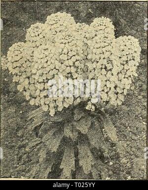 Dreer's Garden buchen Sie für 1945. dreersgardenbook 1945 henr Jahr: 1945 HENRY A. DREER, Inc., Philadelphia, brachycome® A Stvan Fluss Daisy 1530 gemischt. Anmutig, gut gerundet Pflanzen ca. 12 Zoll hoch und bedeckt den ganzen Sommer mit Massen von sternförmigen Blüten in Weiß und Blau. Splendid für Betten, Grenzen und Rock Gardens. Pkt. 10 c; große pkt. 30 C. BrOWallia - Amethyst @ 1535 Saphir. Kompakte Pflanzen, 9 Zoll hoch, bedeckt mit dunklen Blau, weiß-gemustert Blüten. Blumen-. Pkt. 2 Sc; große pkt. 7 Sc. 1537 Speciosa Major. Ultramarinblau Blumen. Pkt. 2 Sc. Candytuft Stockfoto