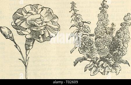 Dreer's Garten Kalender: 1874. dreersgardencale 1874 henr Jahr: 1874 DKEEll's Garten Kalender. 47 Nelke - Seite 48 - Doppel KoUyhock - Seite C2. Stockfoto