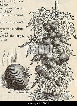 Dreer's Garten Kalender: 1896. dreersgardencale 1896 henr Jahr: 1896 Der Stein Tomate. Liebesapfel, Ger. Tomate, Fr. Tomate, Sp. Für die frühen Pflanzen säen in Hot-betten Anfang März, in Bohrer 5 Zoll auseinander und Zoll tief; wenn die Pflanzen ca. 2 Zoll hoch, Transplantation in einen anderen Hot-Bett 4 Zoll auseinander jeder Art; Pflanze, die in den offenen Boden Anfang Mai, oder Sobald Gefahr von Frost vorbei ist, 4 Meter auseinander pro Weg in den Hügeln, die einen Shovelful von Gut verrottetem Dünger mit dem Boden vermischt haben sollen. Wasser frei zum Zeitpunkt der Transplantation; wenn die erste Frucht eingestellt ist, drücken Sie die Enden des Th Stockfoto