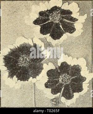 Dreer's Garden buchen Sie für 1944: Sechs üppigen Gemüse für jeden Garten. dreersgardenbook 1944 henr Jahr: 1944 Calendula Ringelblume Chrysantha Scotch Ringelblume, Pot marigold Calendulas am beliebtesten sind Winterharte Einjährige ununterbrochen blühen von Juni bis harten Frost. Leistungsbeschreibung so früh im Frühling als der Boden kann vorprogrammiert werden geschnitten und dünn in zu stehen 10. auseinander. Wächst 1 bis 2 Meter hoch. 1561 Apricot Queen. Sehr große, breit-blättrige Blüten von hellen Apri - Kinderbett, Vertiefung in Richtung Zentrum. Brown Eyed. Pkt. 10 c; y Oz - 30 c - 1 589 Golden King. Reich Goldgelb. Pkt. 10 c; y Oz. 25 c; y 2 oz. 40 C. 1 591 Zitrone K Stockfoto