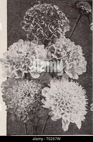 Dreer's Garden buchen Sie für 1940. dreersgardenbook 1940 henr Jahr: 1940 Dreer die zuverlässigen BLUMENSAMEN Large-Flowering Scabiosa gemischt Stockfoto