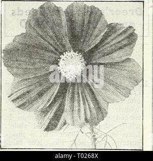 Dreer's Garden buchen Sie für 1947. dreersgardenbook 1947 henr Jahr: 1947 Dreer die glorreiche Kosmos Dazzler Extra-Early Riesen Sensation Die frühesten des Kosmos mehrere Wochen vor allen anderen blühen. Hat wirklich wunderbare Blüten von außergewöhnlicher Größe und künstlerischen gut abgerundete Form. Eine herausragende neue Art. 3 bis 4 ft. 2037 Crimson. Eine sehr reiche Farbe. 2046 Dazzler. Die gut-gebildet, breit-blättrige Blüten sind ein ap-Läuten tief Amaranth crimson. 2038 Pinkie. Eine herrliche Hellrosa. 2039 Reinheit. Exquisite weiße Blüten. Atiy der oben: Pkt. iSc; große pkt. 30 c;^oz. 60 C. 2040 Sensation gemischt. In Stockfoto