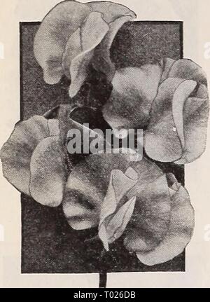 Dreer's Garden buchen Sie für 1940. dreersgardenbook 1940 henr Jahr: 1940 Dreer die zuverlässigen BLUMENSAMEN Dreer die unvergleichliche Zuckererbsen Lathyrus odorata (a) Zuckererbsen ihren Platz unter den beliebtesten aller unserer jährlichen Garten pflanzen. Sie sind einfach zu wachsen, früh im Frühjahr ausgesät. Eine Unze wird Anlage 15 Fuß der Reihe. Summer-Flowering Orchid Zuckererbsen für Garten pflanzen wir ausgewählt haben 12 Sorten, die die modernste und schönste aller Zuckererbsen bewiesen haben. Sie können relj - auf diese für Kraft, Größe der Blume und Reinheit der Farbe. 4119 Häuptling. Samtig mauve. 4121 Chinesische B Stockfoto