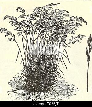 Dreer's Garten Kalender: 1903. dreersgardencale 1903 henr Jahr: 1903 Wehrlose Trespe Gras (Kohlrübe inermis). Eine wertvolle Basis für leichte, trockene Böden, besonders im Süden und Westen. Lange Dürreperioden und Produzieren schwerem Erntegut, wo andere Gräser scheitern würde. 35 bis 40 lbs in den Morgen. Lb, 20 cts; per Post, 28 cts.; Bu. (14 lbs.), $ 2.50, 100 lbs., $ 16,00. Bermuda Gras {Cynodon dactylon). Nur zu und ist in den südlichen Staaten wertvolle geeignet, da es sich nicht um Frost ertragen. Sow 8 bis 10 lbs in den Morgen. Pro lb, 80 cts; per Post, 88 cts., 100 lbs., $ 70.00. "Holz wiese gras (Poa nemoralis). Ein Stockfoto