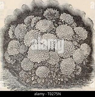 Dreer's Garten Kalender: 1897. dreersgardencale 1897 henr Jahr: 1897 Dreer in großartigen Astern. Der allgemeinen Schönheit dieser Blumen ist es überflüssig zu sprechen; die immensen weltweiten Nachfrage für Sie zeigt ihre Anpassungsfähigkeit für jedes Klima; und kommen in voller Blüte, wie Sie es tun, wenn die meisten anderen Blumen Verblassen, en-hances das Wert. Kultur. - Der Boden für den Anbau von Astern nicht zu reich vorbereitet werden. In den flachen Feldern säen im grünen Haus, hot-Bett oder Licht Fenster, bei einer Temperatur von 60 Grad., decken Sie die Samen bis zu einer Tiefe von etwa vier Mal ihre Größe, drücken Sie mit einem Eber Stockfoto