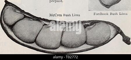 Dreer's Garden buchen Sie für 1940. dreersgardenbook 1940 henr Jahr: 1940 Fordhook Bush Lima Alle pflanzlichen Samen in diesem Katalog angeboten werden weitergeleitet Transport bezahlt, irgendwo in 55 den Vereinigten Staaten, wir reservieren das Privileg der Versand als Paket per Post, Express, oder Fracht Stockfoto