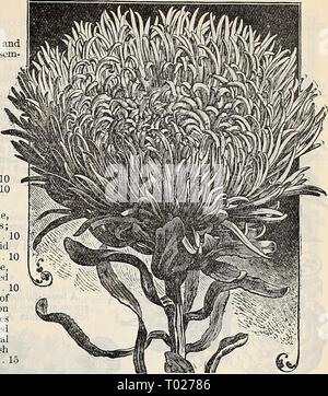 Dreer's Garten Kalender: 1897. dreersgardencale 1897 henr Jahr: 1897 DREER DIE ZUVERLÄSSIGEN BLUMENSAMEN. 59 Aste rs-Con tj n Dutzendtagung • Comet Astern. Eine sehr schöne und ausgeprägte Klasse, mit langen, gewellten und gedrehten Blütenblättern in eine lockere und dennoch Dichten, Globus, resem gebildet - Bling der japanischen Chrysantheme. (Siehe .) pro Pck. 5224 Die Braut. Eine Vielzahl der riesigen Typ. Die Blumen, die auf der Öffnung der reinsten Weiß, Chang-ing als sie älter zu einem schönen Schatten der Rose, eine einzigartige Transformation 15 5216 riesige Pure White, eine große Verbesserung gegenüber dem alten Typ 10 5172 Pink, breitrandig Weiß 10 5201 D Stockfoto