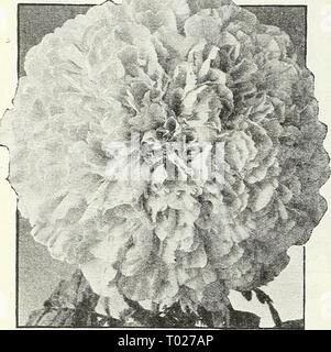 Dreer's Garden buchen Sie für 1947. dreersgardenbook 1947 henr Jahr: 1947 Ringelblume Orange AUdouble 1 1 Gigantea Sonnenuntergang Riese ^&gt;^* - "Ich".. -L*&lt; i; Stockfoto