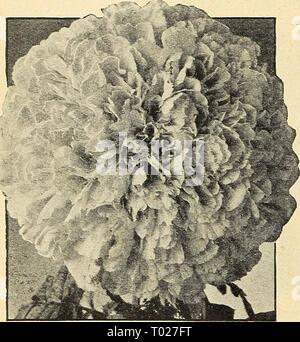 Dreer's Garden buchen Sie für 1944: Sechs üppigen Gemüse für jeden Garten. dreersgardenbook 1944 henr Jahr: 1944 Mangold, gelben obersten Gigantea Sonnenuntergang Riese Stockfoto