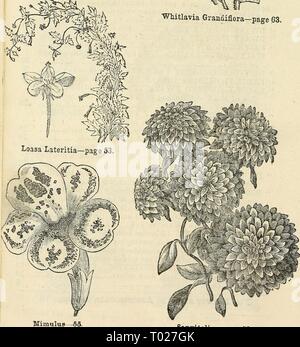 Dreer's Garten Kalender: 1874. dreersgardencale 1874 henr Jahr: 1874 Wliitlavia Grandiflora - Seite 63. Sanvitalia - Seite Stockfoto