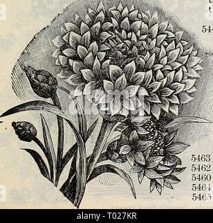 Dreer's Garten Kalender: 1897. dreersgardencale 1897 henr Jahr: 1897 Celosia. Glasgow Preis. Celosia. Thompson's Super. Kostenlose blühenden Einjährigen Pflanzen, wächst am besten in eher leichte Böden, nicht zu reichen, die Herstellung von dekorativen Kammstruktur Blumen; grand Grenze Pflanzen machen und sind attraktiv für Töpfe. CRISTATA oder CRESTED SORTEN. ,5440 Variegata. Mit purpur, Orange, greenstriped usw. Bunt, der Brillantesten Farben; 3 ft. 5441 Königin der Zwerge. Dies betrachten wir die feinsten der Zwerg - wachsende Hahnenkämmen. Die Pflanzen wachsen nur acht Zoll hoch, mit Galan-tiful dunkel rosa-farbige Kämme, Maßnahmen Stockfoto