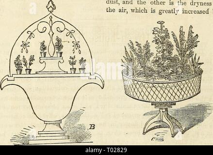 Dreer's Garten Kalender für 1864. dreersgardencale 1864 henr Jahr: 1864 62 DREER S GARTEN KALENDER. "Gemeinde Fällen. Diejenigen, die Hase versucht, Grün zu kultivieren - Haus Pflanzen im Zimmer, Langhaus mit zwei gravierende Nachteile. Die eine ist die Haftung mit Staub überzogen zu werden, und der andere ist die Trockenheit der Luft, das stark von der Bild erhöht wird. 5. Abb. 6. Speichern Sie die Wärme. Fbr diesen Gründen gibt es aber nur wenige Pflanzen, die für eine lange Zeit im gemeinsamen Wohnzimmer ertragen wird. Diese Schwierigkeiten zu umgehen, die Gemeinde Fall konstruiert worden. Es besteht im Wesentlichen in der Deckung die Pflanzen mit Glas. Diese p Stockfoto