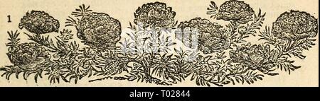 Dreer's Garten Kalender: 1877. dreersgardencale 1877 henr Jahr: 1877 Dreer's Garten Kalender. 69 Stockfoto