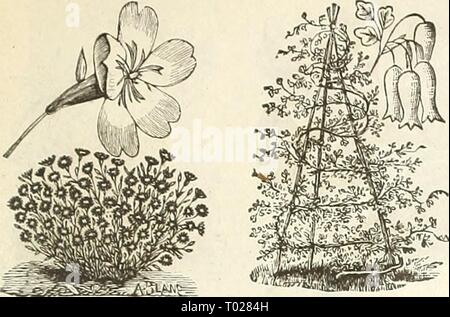 Dreer's Garten Kalender: 1889. dreersgardencale 1889 henr Jahr: 1889 FÜR DEN BLUMENGARTEN. 49 Stockfoto