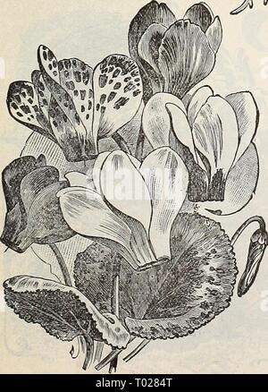 Dreer's Garten Kalender: 1896. dreersgardencale 1896 henr Jahr: 1896 Coreopsis Dolmetsch. Stockfoto