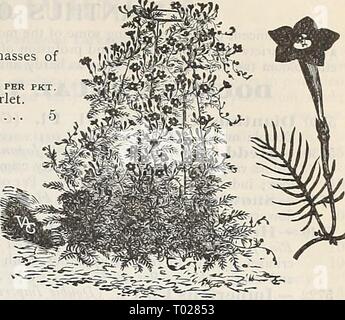 Dreer's Garten Kalender: 1898. dreersgardencale 1898 henr Jahr: 1898 DREER die RELIABI. E BLUMENSAMEN. 67 Zypresse-rebe. (Ipomoea Quamoclit.) Eine der beliebtesten Reben, mit sehr empfindlichen Farn - wie Laub, und Massen schön klein, sternförmige Blüten. Aussaat im Mai; 15 Fuß. Kft 7 "WF" • ICH*'*-n^^'°'^^''' • • - ' ' ' ' 5^1 5680 gemischt. Weißen und roten 5676 Weiß. Pro Unze. 30 cts 5 | pro Unze. 30 cts 5677 Scarlet Ivy-Leaved. Eine rasche - Klettern Sorte, mit 'Deep' rollte Ly, Efeu-wie Blätter und kleine, feurig roten Blumen. Pro Unze. 30 cts. 5 DAISY. (Bellis perennis.) ein beliebtes Werk, in der Blüte von Ap Stockfoto