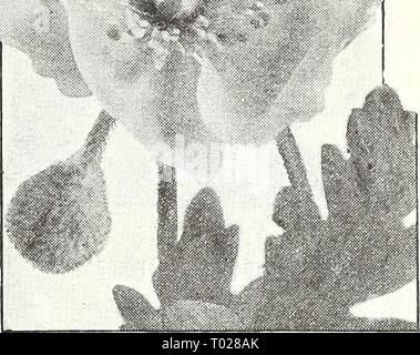 Dreer's Garden buchen Sie für 1947. dreersgardenbook 1947 henr Jahr: 1947 Papaver orientale - Oriental Poppy orientalischen Mohn sollten transeuropäische nur gepflanzt im Spätsommer eine "Henne v sind schlafend. 3631 Orientale. Magniiicent großen Blüten eines glänzend leuchtend orange-roten Farbe mit einem großen schwarzen Fleck an der Basis jedes Blütenblatt. Pkt. ISc; große pkt. 60 C. 3643 Frau Perry. Herrliche Blüten von enormer Größe und Fett Gewohnheit. Die Farbe der Seidigen gekräuselte Blütenblätter glitzert Lachs - Rose. Pkt. 2 Sc; große pkt. 75 C. 3645 Prinzessin Victoria Louise. Dies hat sowohl die Größe als auch die exquisite Farbgebung - eine klare Ein Stockfoto