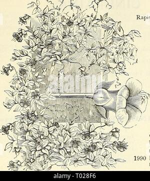 Dreer's Garten Kalender: 1903. dreersgardencale 1903 henr Jahr: 1903*&& 22 CLEMATIS. Rapid wachsenden Kletterer, fein für Lauben und ver-andas; das kleine Sorten Blume in Clustern und sind sehr aromatisch; die große blühende Sorten sind sehr hübsch. Die Samen sind langsam zu keimen, und sollte in warmem Wasser vor der Aussaat für 24 Stunden eingeweicht werden; Stauden. Pro PCK. 1988 Paniculata {der japanischen Jungfrau bower). Dies ist einer der wenigen wirklich guten hardy Kletterer. Die Blätter sind von einem hellen, glänzenden - Grün, und wenn in der Blüte überrascht mit der Menge an Blumen, die Pflanze, completel Stockfoto