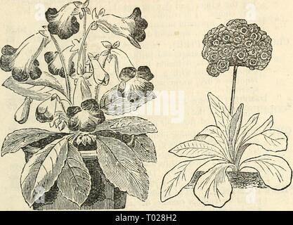 Dreer's Garten Kalender: 1874. dreersgardencale 1874 henr Jahr: 1874 dreer Garten Kalender. Tl Hybrid Gloxinia. Englisch Aurikel. Stockfoto