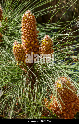 Kanarischen Inseln Kiefern, Pinus canariensis, Feder Kegel Stockfoto