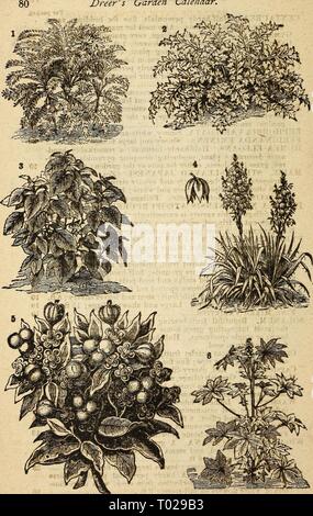 Dreer's Garten Kalender: 1877. dreersgardencale 1877 henr Jahr: 1877 Dreer's Garten Kalender. T. Centaurea Gymttocarpa. 2. Centavrea Clembnti. 3. Pekilla Naxkikensis. 4. Yucca Filawextosa. 5. Euphorbia Variecata. 6. RiCINUB. Stockfoto