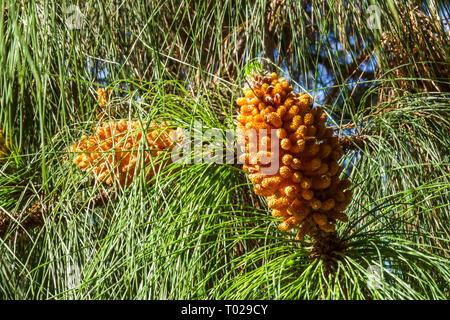 Kanarische Inseln Kiefer, Pinus canariensis, Frühlingskegel Pinus blühende Nadelkegel voller Pollen männlicher Kegel Stockfoto