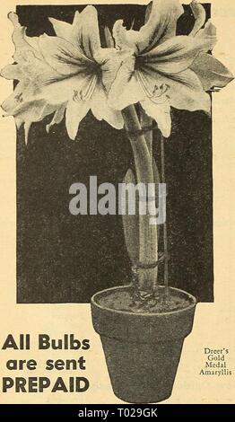 Dreer's Garden buchen Sie für 1945. dreersgardenbook 1945 henr Jahr: 1945 Alle Lampen werden gesendet Goldmedaille PREPAID Dreer die Amaryllis Stockfoto