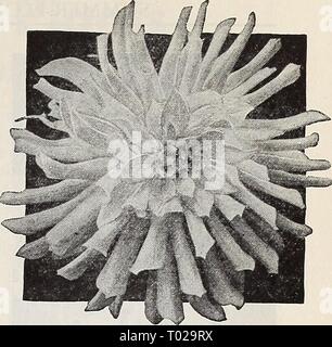 Dreer's Garden buchen Sie für 1940. dreersgardenbook 1940 henr Jahr: 1940 25 Super Doppel diese Miniatur Miniatur Dahlien Dahlien Blumen produzieren durchschnittlich weniger als 3 Zoll im Durchmesser. Sie sind jetzt in vielen verschiedenen Farben und Ausführungen erhältlich. Wertvoll für Garten Anzeige und unübertroffen als Schnittblumen für Dekoration. 24-002 Anna Lee (F.D.). Helle, klare Carmine - Rose blüht getragen pro-fusely auf gesunde und kräftige Pflanzen. 24-011 Baby Royal (S. C). Gut geformt, hell lachs-rosa Blüten schattiert mit Aprikosen und reich mit Gelber Basis. Schöne Semi-Cactus bilden. 24-012 Baby Sagamore (F.D.) Stockfoto
