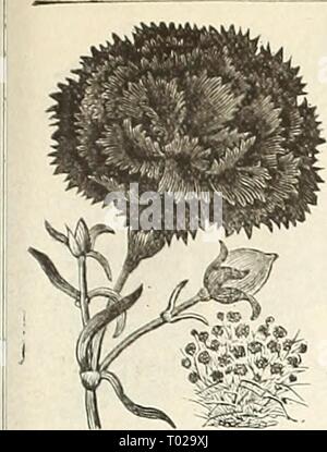 Dreer's Garten Kalender. dreersgardencale 1890 henr Jahr: 1890 FÜR DEN BLUMENGARTEN. (J 7 DiANTHUS, MOUKNING Umhang. Stockfoto