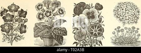 Dreer's Garten Kalender: 1891. dreersgardencale 1891 henr Jahr: 1891 FÜR DEN BLUMENGARTEN. G7-GiLIA. GODETIAS. Gaillakdia. GENTIANA. (Enzian). Ein cliarniing winterharte Staude, die blüht Anfang Mai. Der Zwerg Sorten sind hervorragend für Bordüren, etc. PRO PCK. 5852 Acaiilis. Der blaue Enzian, Blumen reichen Blau; 6 Zoll 10 GERANIUM. 5850 Zoiiale, Gemischt. Eine hervorragende Zugentlastung der größten und feinsten Sorten; gemischte Farben 10 5845 bunt gemischt. Bronze, Gold und Silber dreifarbige Laub Sorten 25 5846 Doppel, Mixed. Tliis Samenkorn wird ein großer Prozentsatz der doppelte Blüten von extra fi produzieren Stockfoto