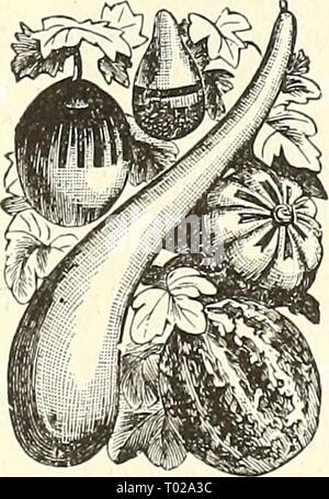 Dreer's Garten Kalender: 1891. dreersgardencale 1891 henr Jahr: 1891 GiLIA. GODETIAS. Gaillakdia. GENTIANA. (Enzian). Ein cliarniing winterharte Staude, die blüht Anfang Mai. Der Zwerg Sorten sind hervorragend für Bordüren, etc. PRO PCK. 5852 Acaiilis. Der blaue Enzian, Blumen reichen Blau; 6 Zoll 10 GERANIUM. 5850 Zoiiale, Gemischt. Eine hervorragende Zugentlastung der größten und feinsten Sorten; gemischte Farben 10 5845 bunt gemischt. Bronze, Gold und Silber dreifarbige Laub Sorten 25 5846 Doppel, Mixed. Tliis Samenkorn wird ein großer Prozentsatz der doppelte Blüten von extra feine Farben 50 5847 Pelargonium produzieren Stockfoto
