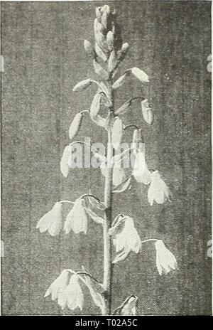 Dreer's Garden buchen Sie für 1947. dreersgardenbook 1947 henr Jahr: 1947 Cape Hyacinthus candicans Sommer Hyazinthe Hyazinthe - 47-060 Galtonia candicans Hyacinthus. Zustand - ly starke Blütenstände, 3-5 Fuß hoch, jedes Lager im Sommer oder Anfang Herbst vom 20. bis 30 Pure White glockenförmige Anhänger Blüten. Hardy so weit nördlich wie Philadelphia. 25 c Jeder; 3 Für 60 c; 12 für $ 2,00; 25 für $ 3.75. Stockfoto