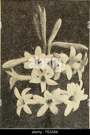 Dreer's Garden buchen Sie für 1945. dreersgardenbook 1945 henr Jahr: 1945 Summer-Flowering Lampen weiterhin Mexikanische Tuberoses Everblooming Tuberose Polianthes 47-286 mexikanischen Everblooming. Fra - Gewährung einer rein weißen Blüten von Juli. Jede Lampe entwickelt von 2 bis S Spitzen in der Nachfolge. 3 Für 30 c; 12 für $ 1,00; 2 S für 1,75 $; 100 für $ 6.50. Stockfoto