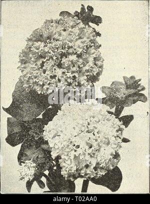 Dreer's Garten Kalender: 1903. dreersgardencale 1903 henr Jahr: 1903 Howard Stern Petunia' 3564 Stockfoto