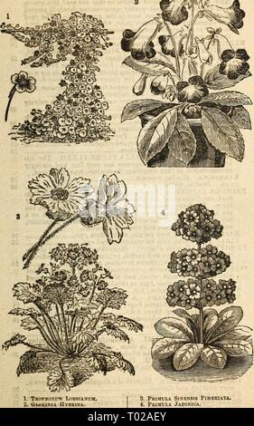 Dreer's Garten Kalender: 1877. dreersgardencale 1877 henr Jahr: 1877 JDreer's Garten Kalender. 91 1. Trop^ olum Lobbianum. 2. Owxixia Hybrida. 3. Primula Sinensis Fimbriate. 4. Primula japonica. Stockfoto