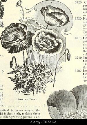 Dreer's Garten Kalender: 1903. dreersgardencale 1903 henr Jahr: 1903 Mohn. Doppel Nelke blühenden Mohn. Einzige jährliche Mohn. Pro P 3691 Danebrog, oder Dänische Kreuz. Sehr auffällige Sorte, das große einzelne Blumen der brillante Scharlach mit einem silbrig-weißen Fleck auf jedes Blütenblatt, und bilden so ein weißes Kreuz 3696 Shirley. Diese charmanten Mohnblumen sind Einzel- oder Doppelzimmer. Die Farbpalette reicht von reinem Weiß über die zarte Schattierungen von rosa, Rose und Carmine zu tiefsten Crim - Sohn, ist so vielfältig, dass kaum zwei sind gleich, während viele sind scharfkantig und Zart gestreift. Die Stockfoto